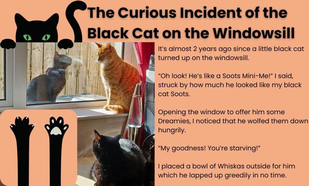 The Curious Incident of the Black Cat on the Windowsill